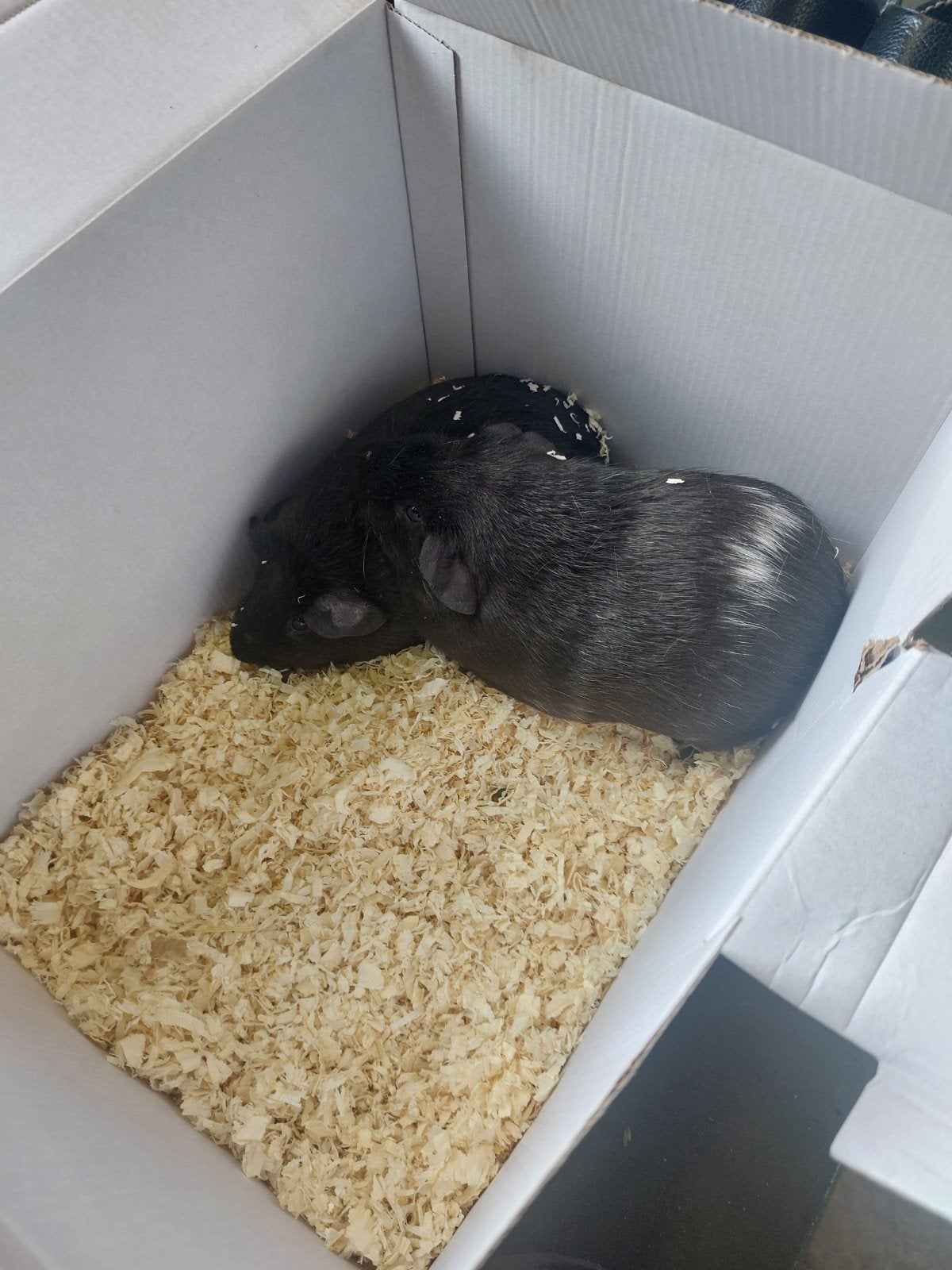 twee cavia's een  zeug en een beer zijn van juli dit jaar, Dieren en Toebehoren, Juli, Vrouwelijk, Cavia