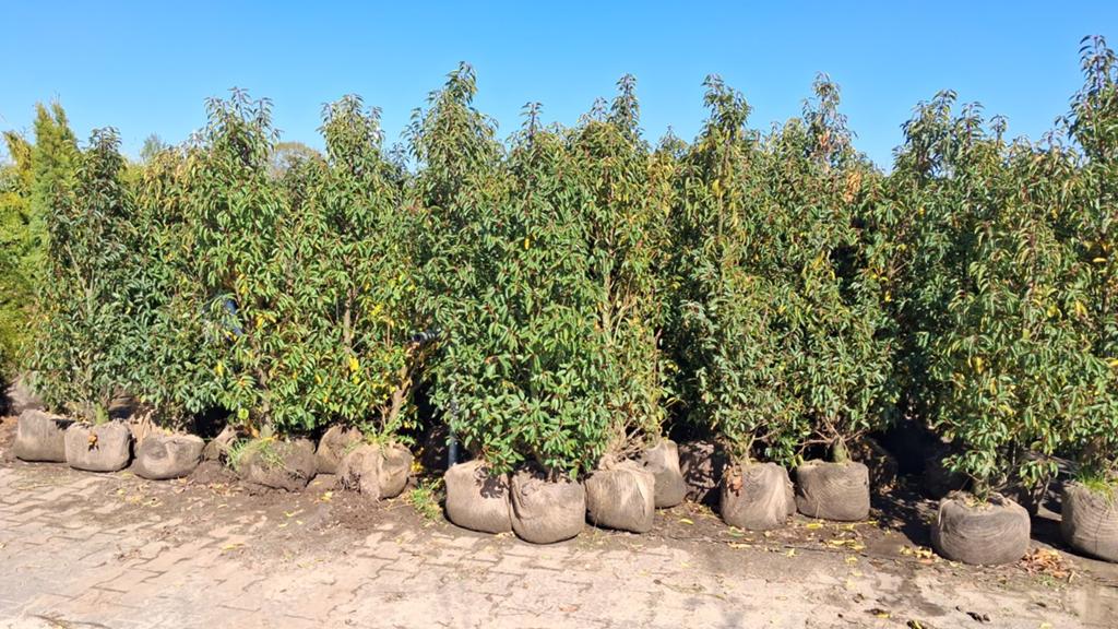 Prunus Lusitanica Angustifolia - Portugese Laurierhaag, Ophalen, Laurier, Haag, 100 tot 250 cm