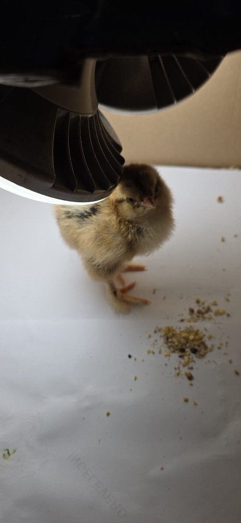 Brahma kippen kuiken, Dieren en Toebehoren, Pluimvee, Vrouwelijk, Kip