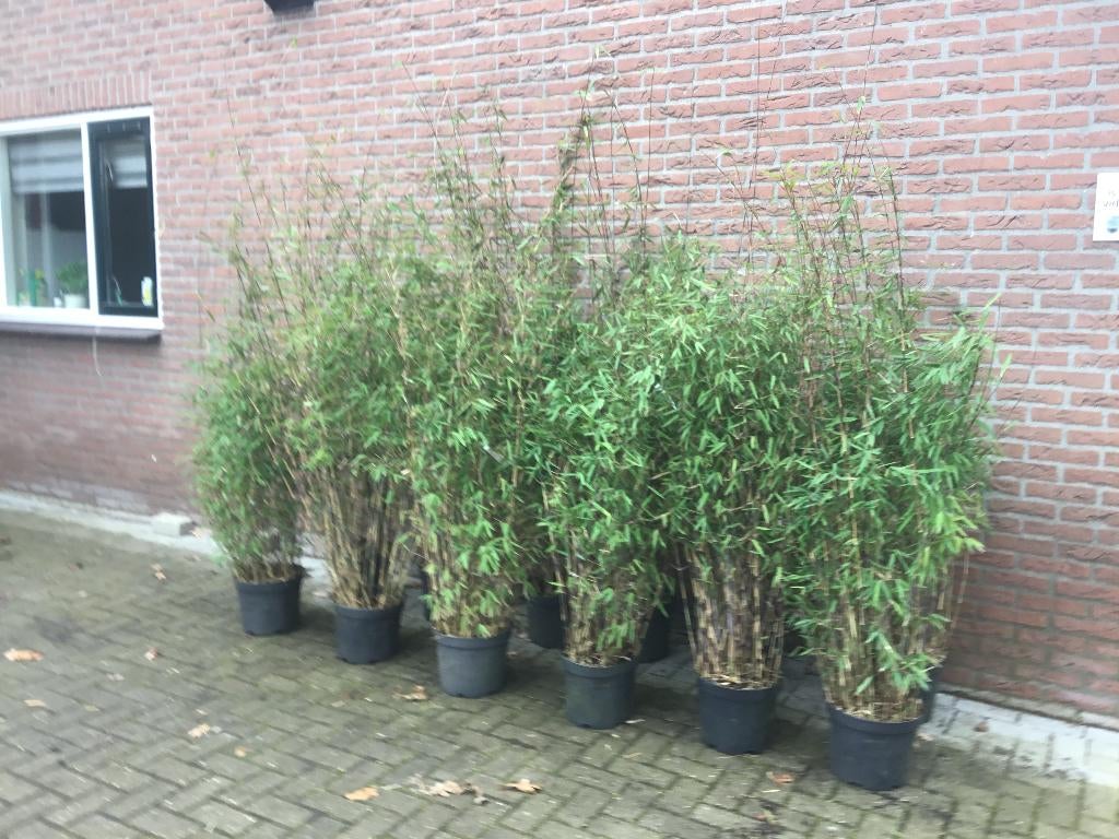 Fargesia nitida Black Pearl, niet woekerende bamboe!!!, Ophalen, Bamboe, Struik, 100 tot 250 cm