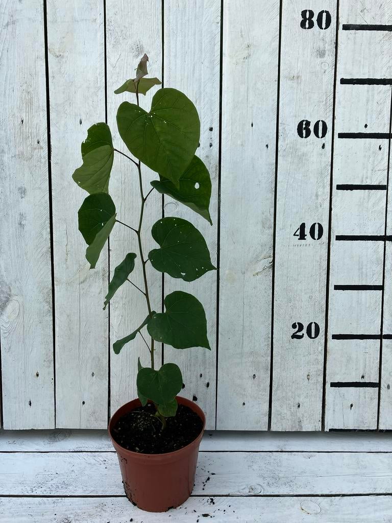 Judasboom - Cercis canadensis, Tuin en Terras, Ophalen, Overige soorten, Volle zon
