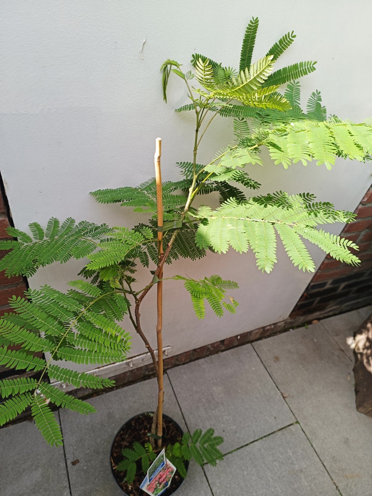 Albizia pink, perzische slaapboom, Ophalen of Verzenden, Zomer, Volle zon, Overige soorten