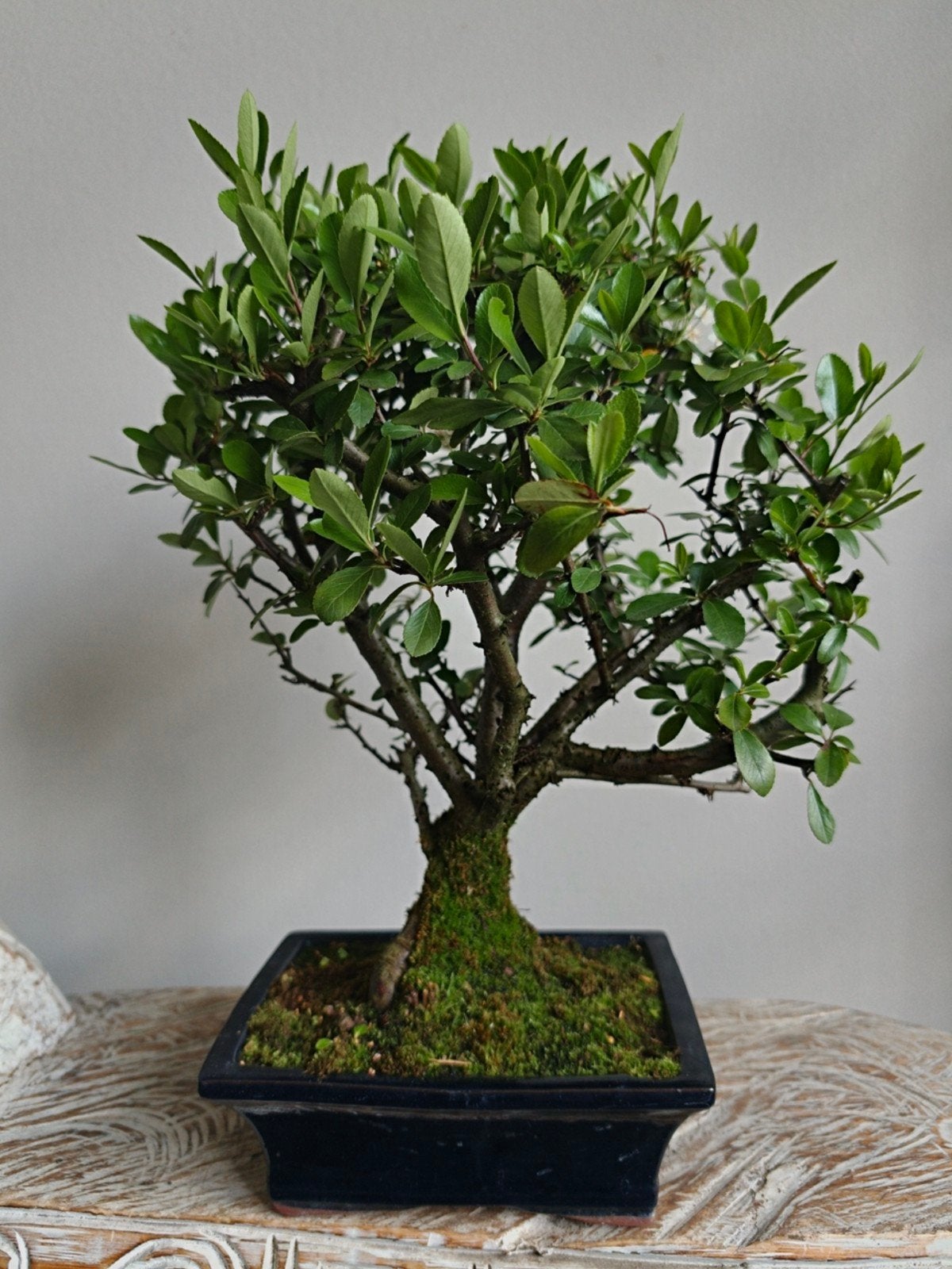 Pyracantha bonsai, Bloeit niet, Halfschaduw, Minder dan 100 cm, Overige soorten