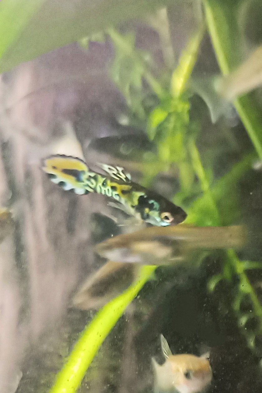 Raszuivere Tiger Endlers – Fokgroepen, Vis, Zoetwatervis