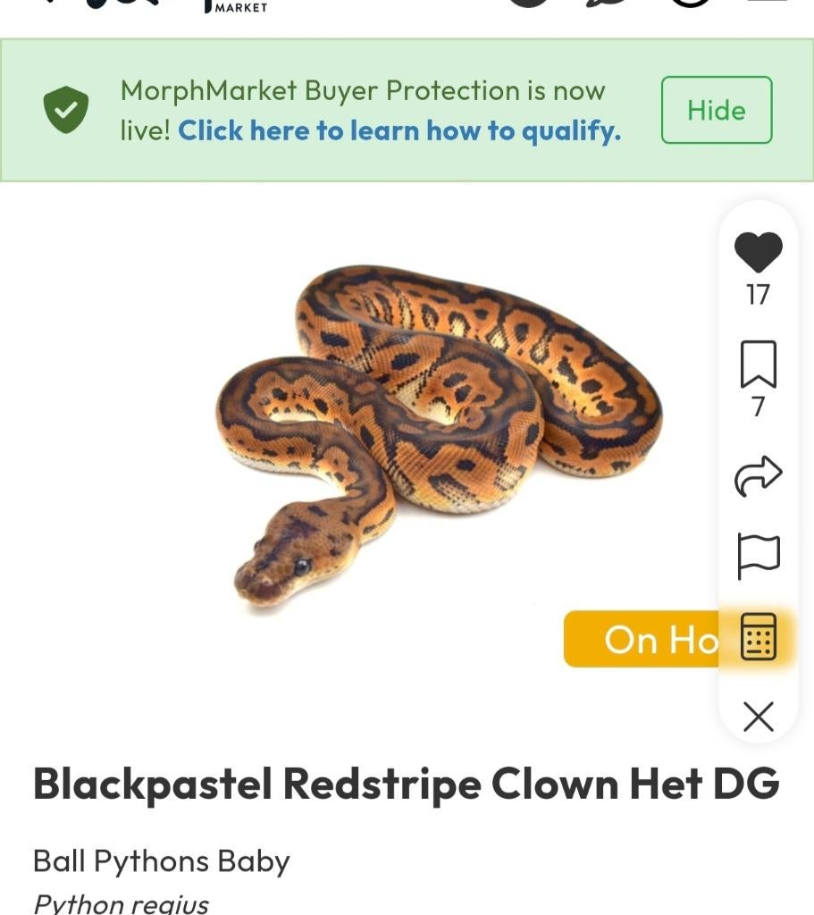 Bp rs clown 100% het dg Ball Python - male for sale from J