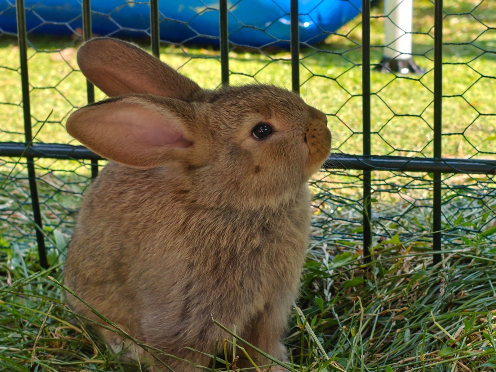 Duitse reus X nieuwzeelander, babykonijntjes, Dieren en Toebehoren, Meerdere dieren, Groot, 0 tot 2 jaar