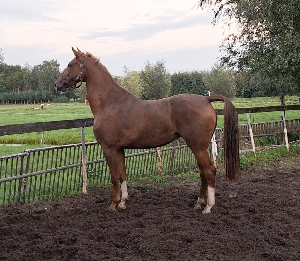 Tuigpaard stermerrie zwart 14 jaar en merrie vos 4 jaar, Dieren en Toebehoren, Merrie, Niet van toepassing, 3 tot 6 jaar, Met stamboom