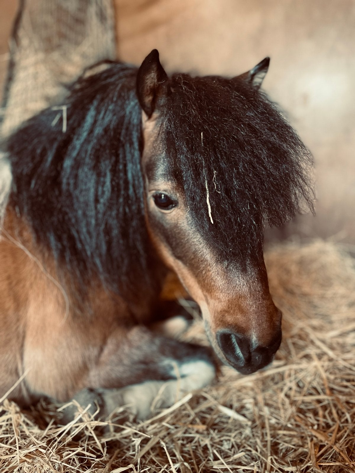 Te koop: 2 leuke minipaardjes ruin 7 jaar en merrie 3 jaar, Dieren en Toebehoren, Pony's, Ruin, A pony (tot 1.17m), Ontwormd