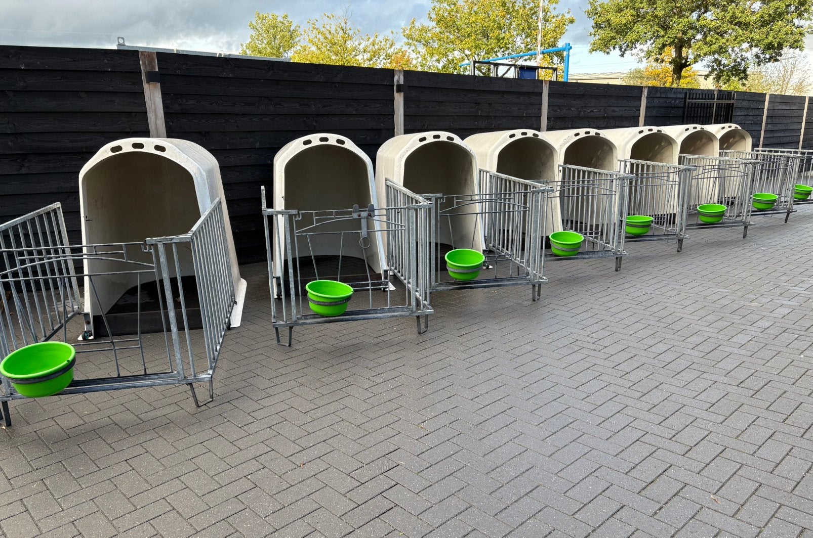 8 kalveriglos vdk calf o tel, Dieren en Toebehoren, Ophalen of Verzenden, Gebruikt