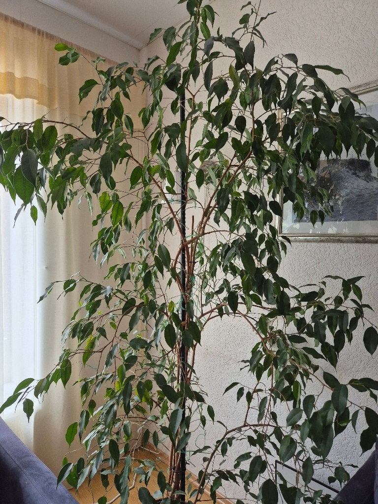 kamerplant Ficus Benjamina, Huis en Inrichting, Ophalen, Ficus, 200 cm of meer, Halfschaduw