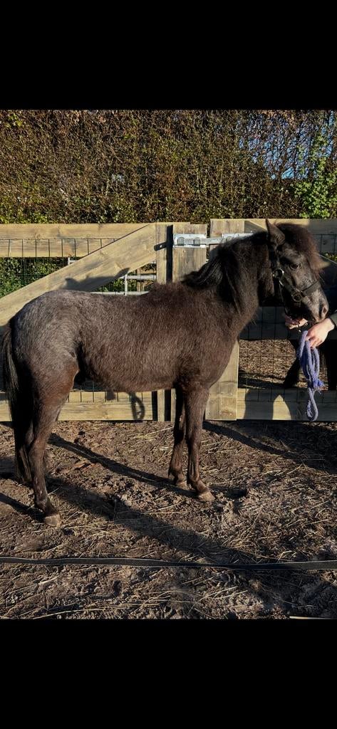 Falabella. Ruin Appaloosa, Dieren en Toebehoren, Hengst, A pony (tot 1.17m), 0 tot 2 jaar