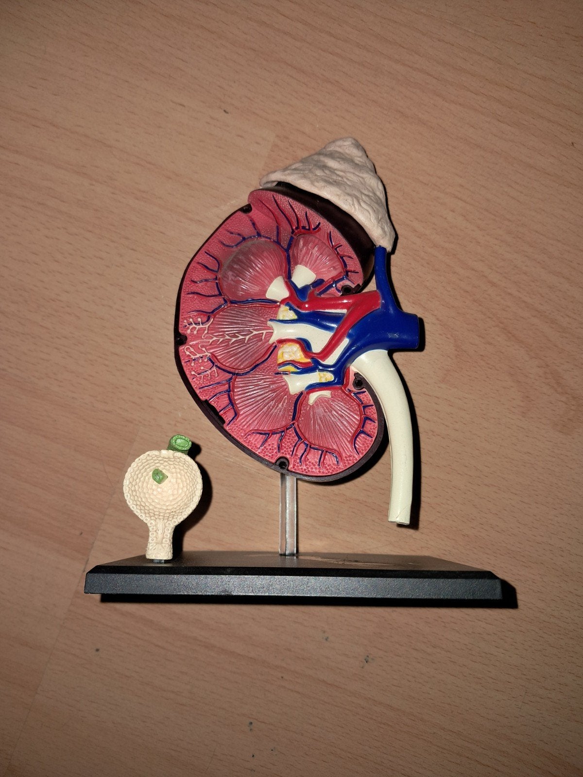 Anatomisch model van een nier, Ophalen of Verzenden, Beta, Gelezen, Niet van toepassing