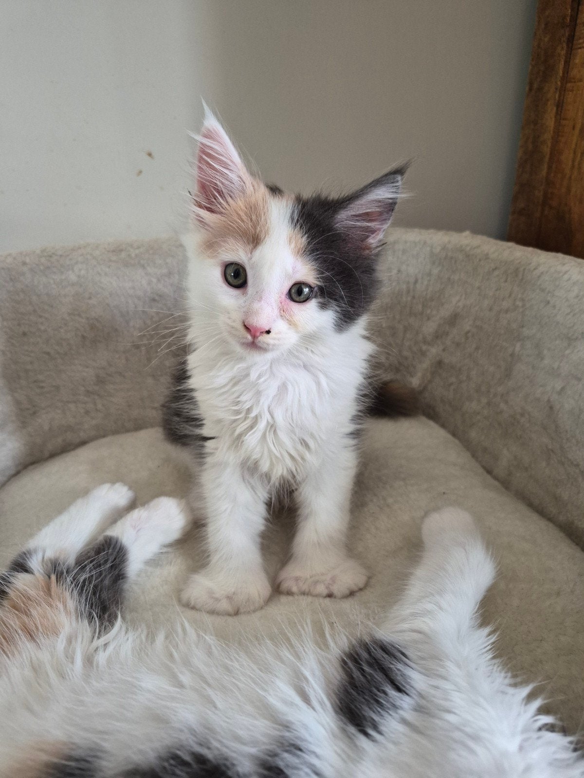 maine coon poes polydactyl, Dieren en Toebehoren, Katten en Kittens | Raskatten | Langhaar, Poes, Ontwormd, 0 tot 2 jaar