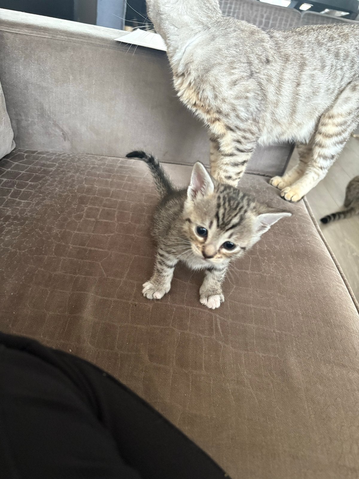 Mix Savannah/Bengaal kittens, Dieren en Toebehoren, Meerdere dieren