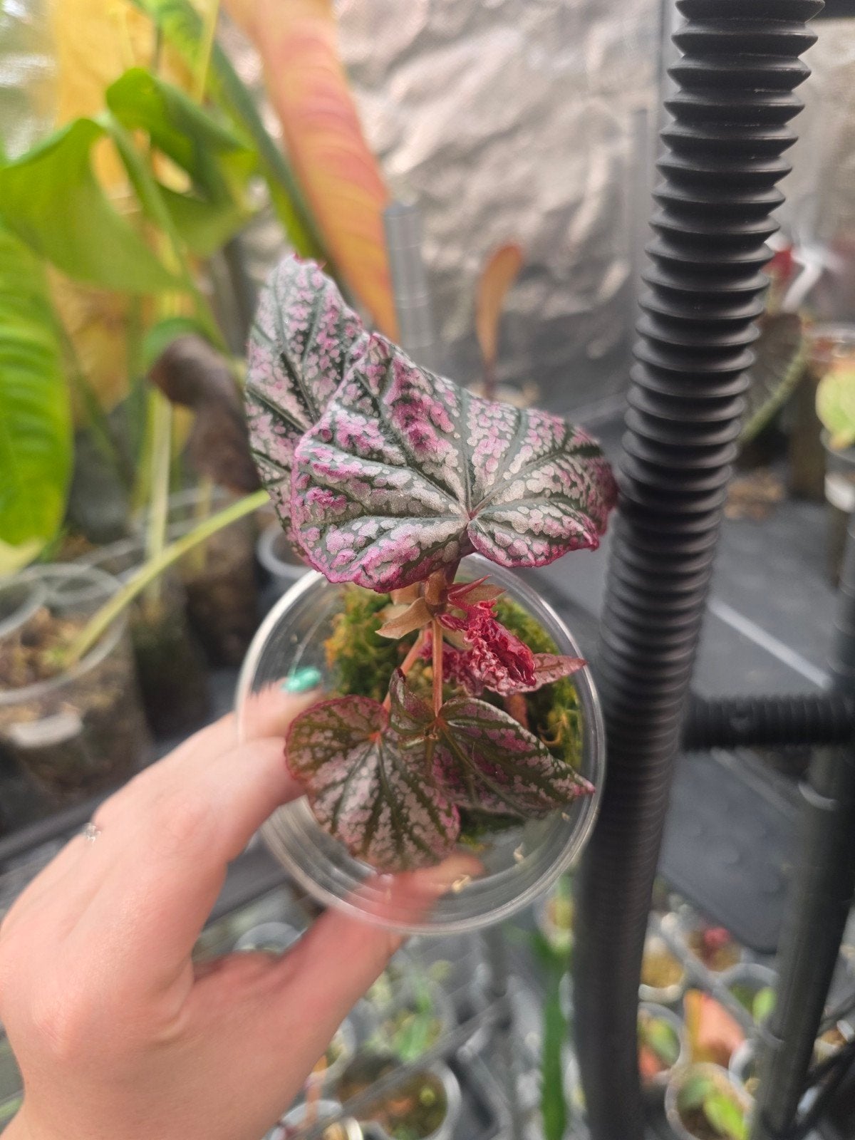 Begonia red ruby, Ophalen of Verzenden, Halfschaduw, Minder dan 100 cm
