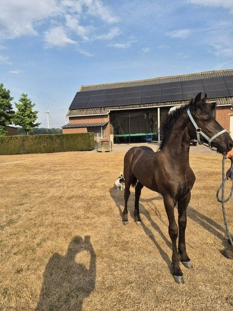 Mooi, luxe, Fries hengstveulen van Hilbrand 525, Dieren en Toebehoren, Paarden, Met stamboom, Minder dan 160 cm, Niet van toepassing