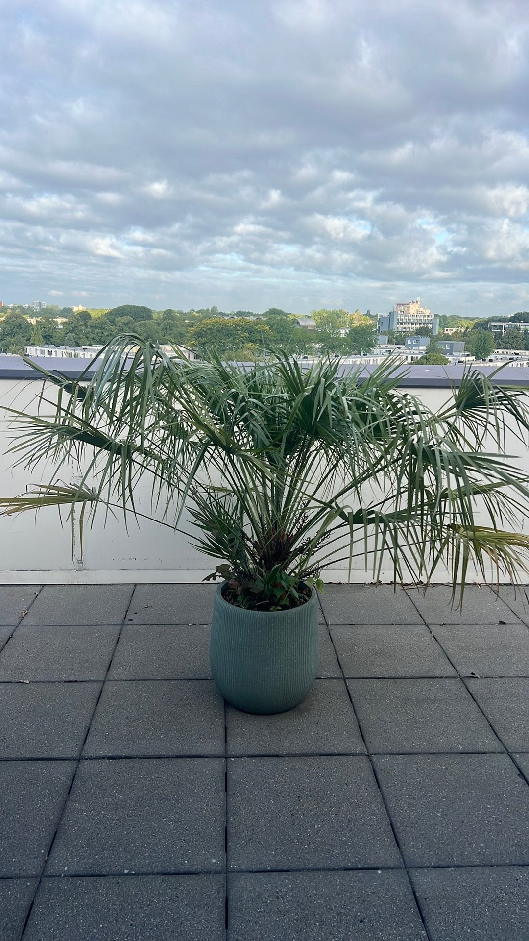 Palmboom in pot, Ophalen, Bloeit niet, Overige soorten, Volle zon
