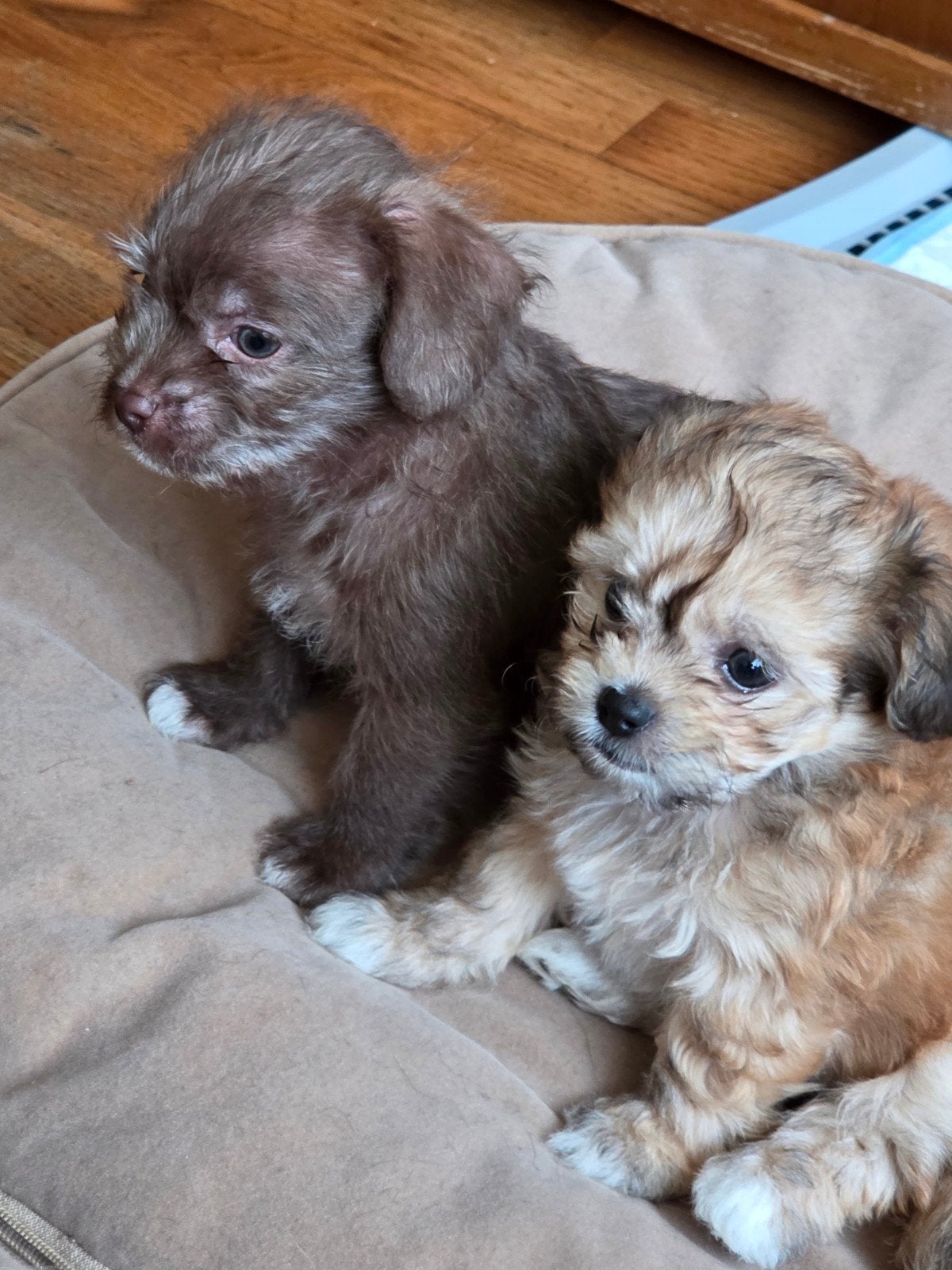 Mooie lieve boomertjes nog 1 reutje beschikbaar, Dieren en Toebehoren, Honden | Niet-rashonden, Reu, 8 tot 15 weken, Meerdere