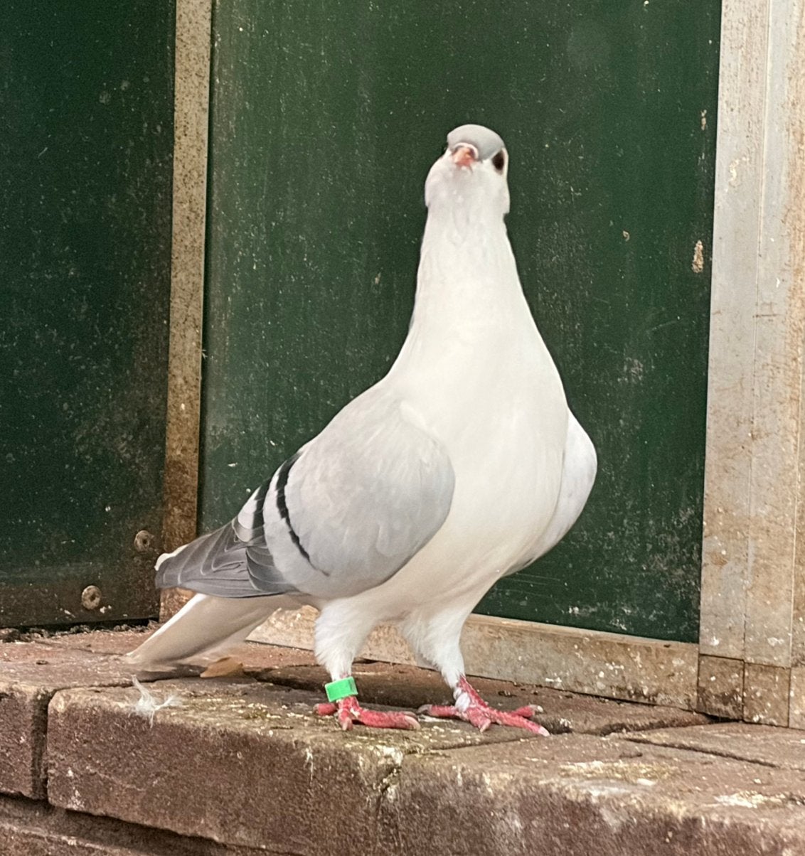 Afghaanse duif, Dieren en Toebehoren, Vogels | Duiven, Geslacht onbekend, Overige soorten