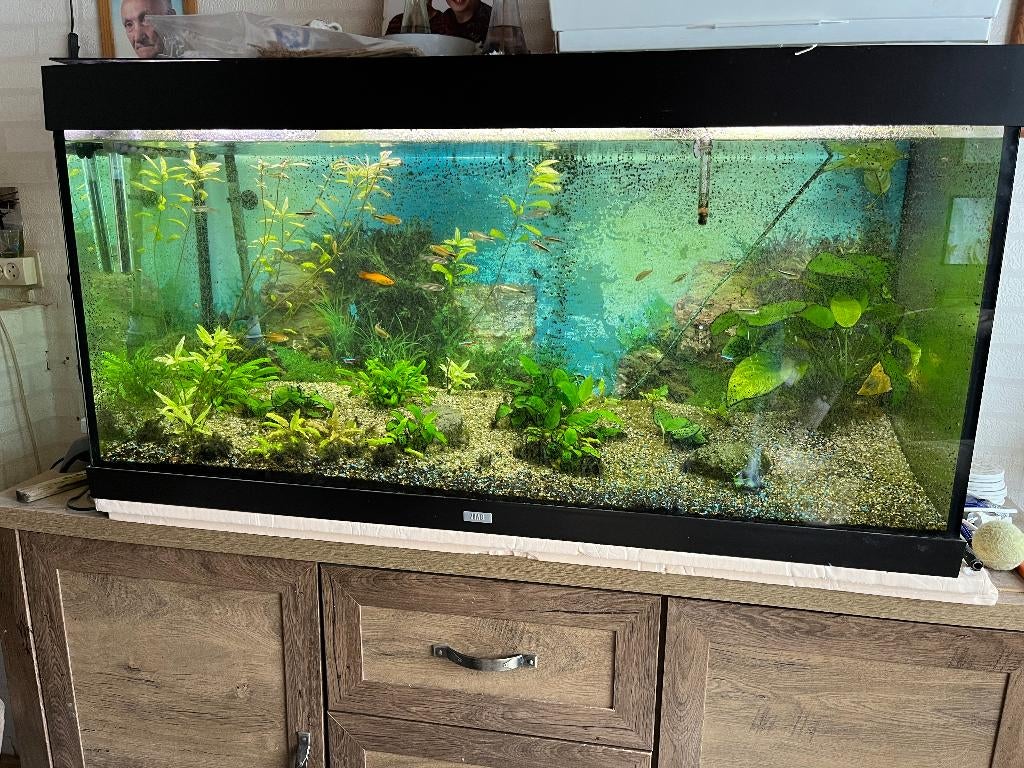 aquarium, Dieren en Toebehoren, Ophalen, Gebruikt, Inclusief vissen, Gevuld zoetwateraquarium
