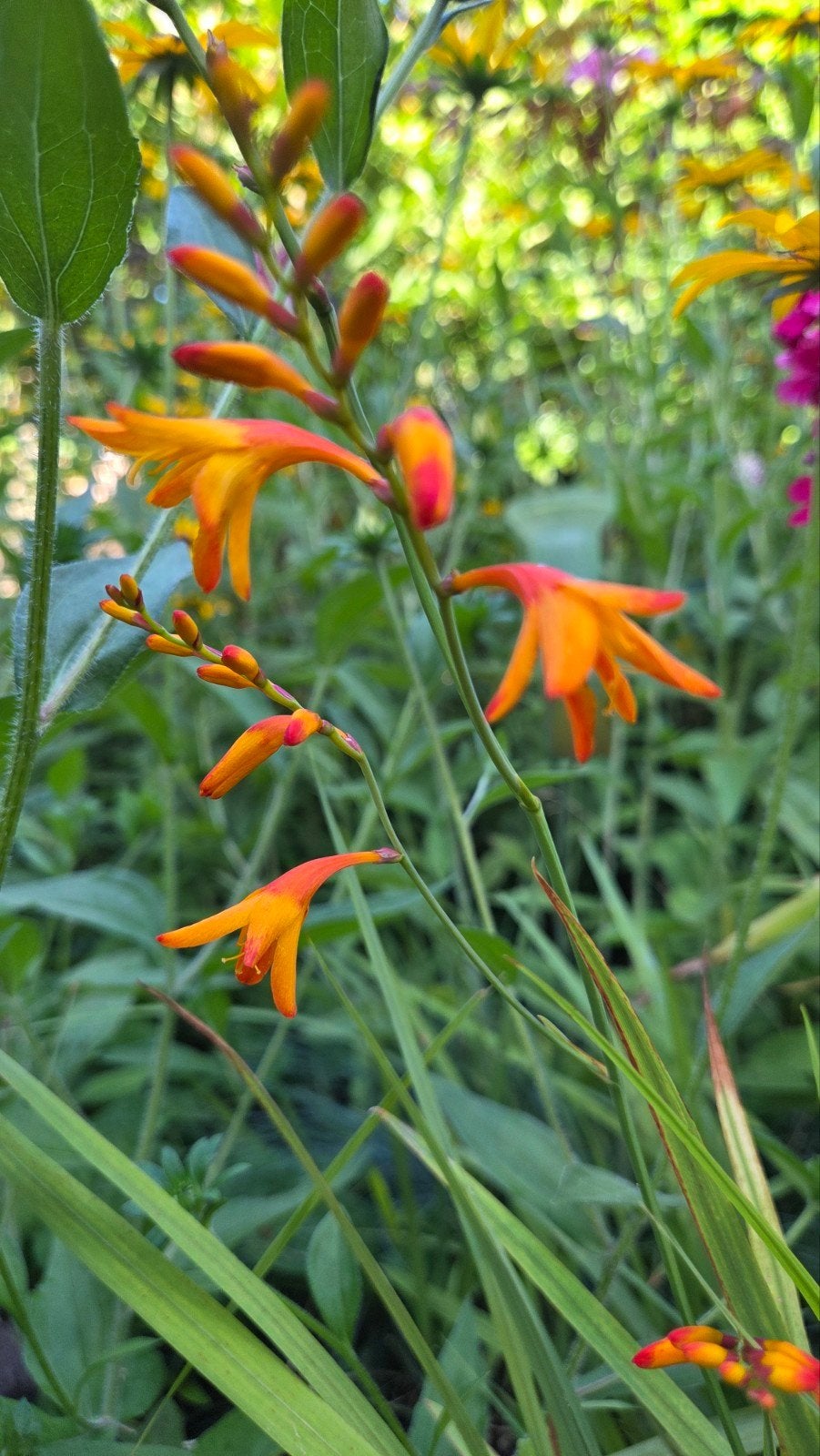 Crocosmia ( Montbretia )  - per 6 stengels, Tuin en Terras, Volle zon, Vaste plant, Zomer, Ophalen