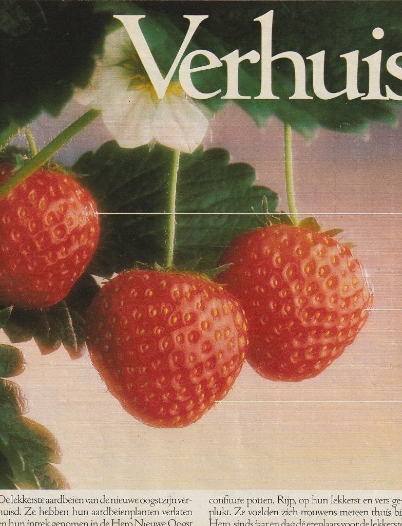 Retro reclame 1986 Hero aardbeien jam 'n verhuisbericht, Verzenden, Overige typen