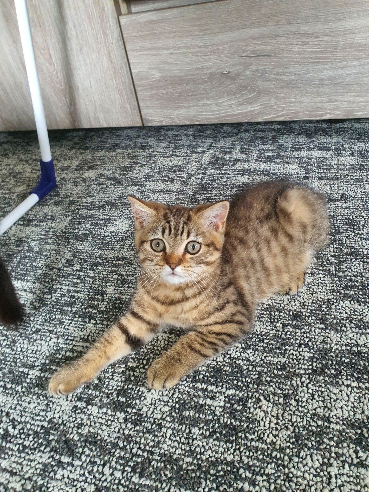 3 lieve Britse korthaar kittens mogen gelijk weg, Meerdere dieren, Gechipt, 0 tot 2 jaar