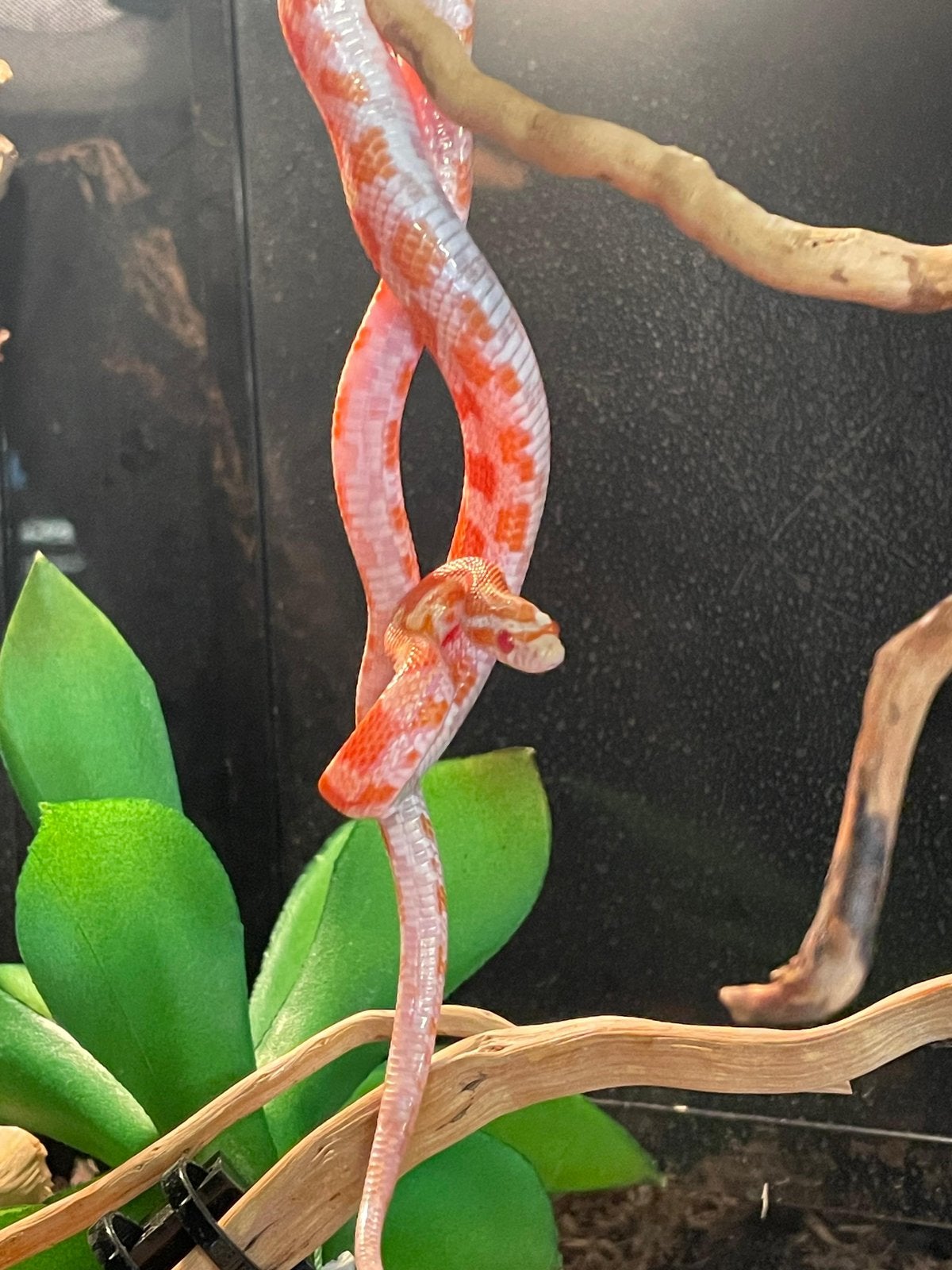 Rattenslangen Rat Snake photo 5