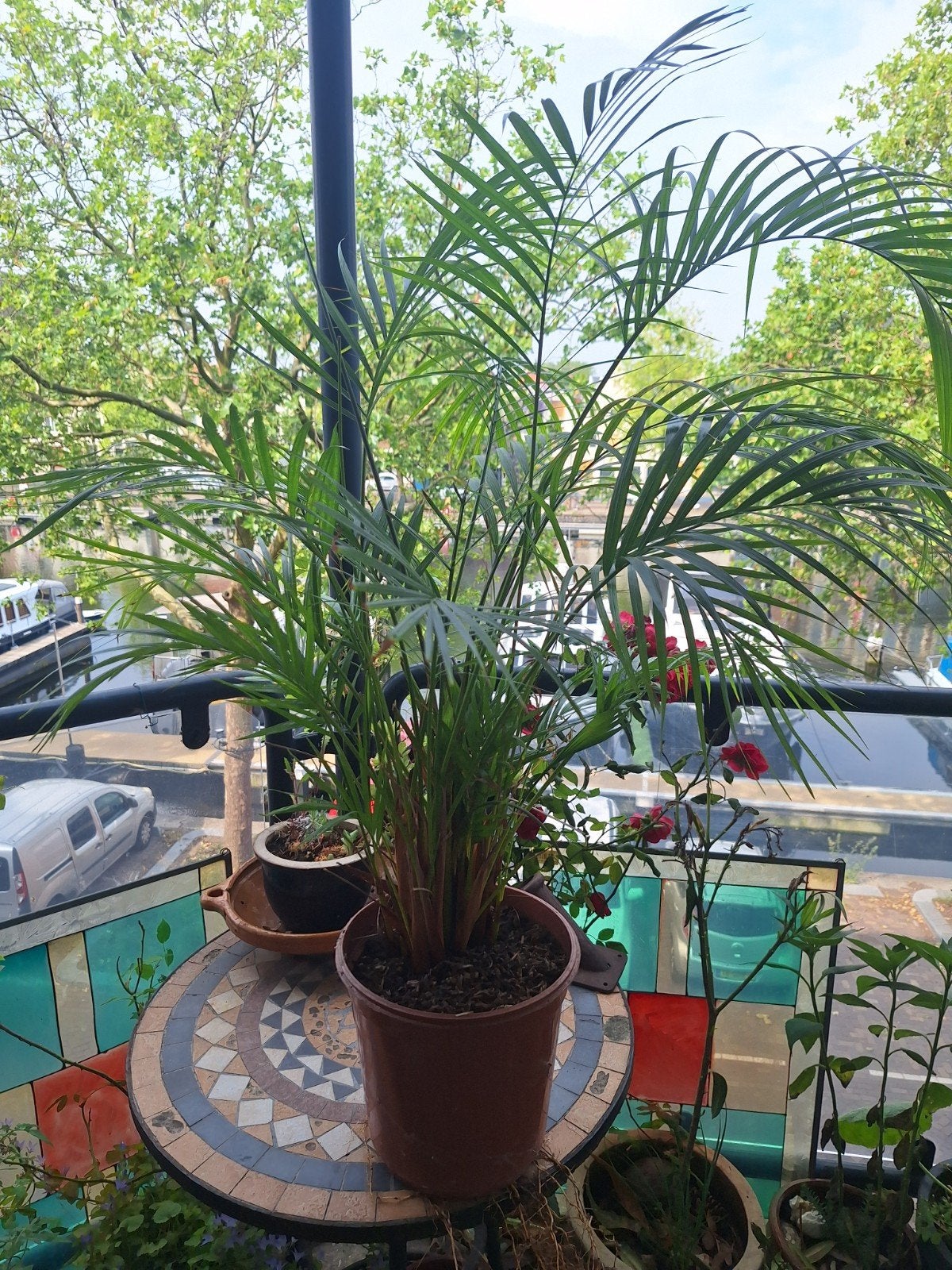Mooie Areca Palm - Ideaal voor binnen en buiten, Ophalen, 100 tot 150 cm, Palm, Halfschaduw