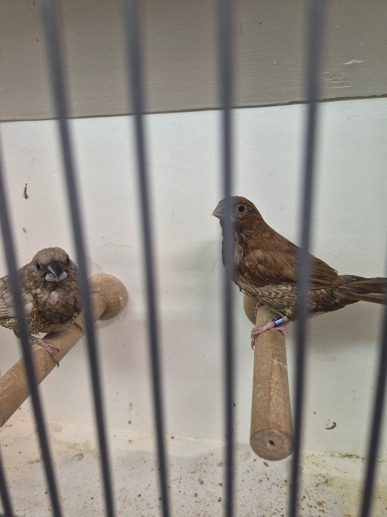 Japanse meeuwtjes japanse meeuwen meeuw TT klassen, Dieren en Toebehoren, Meerdere dieren, Tropenvogel, Geringd