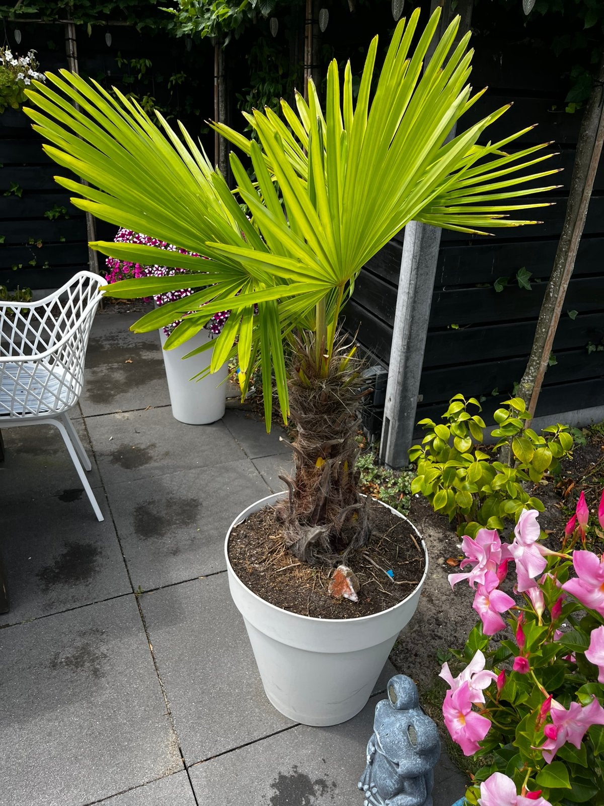 Palmboom Trachycarpus Fortunei, Ophalen, Vaste plant, Overige soorten, Volle zon
