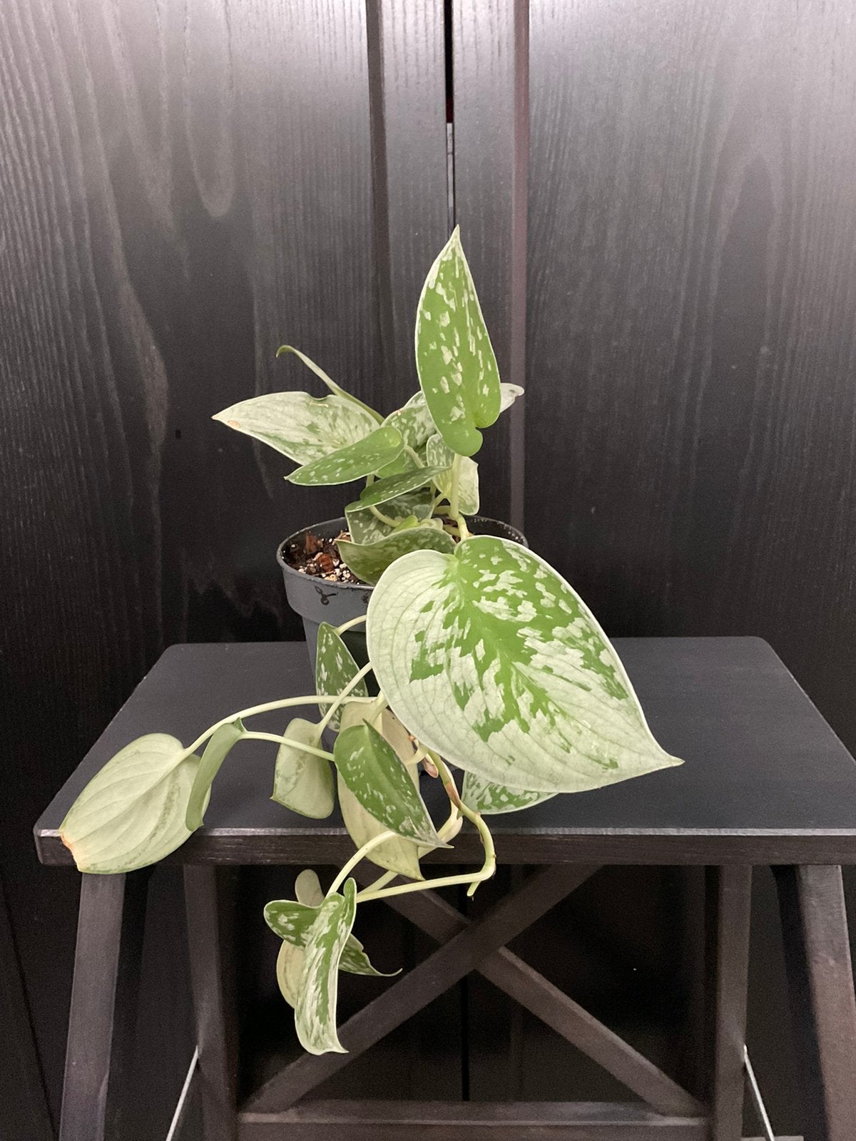 Scindpsus silvery ann plantje 1, Ophalen, Overige soorten, Halfschaduw, Minder dan 100 cm
