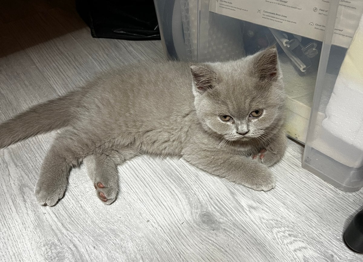 Britsekorthaar kittens-kitty, Meerdere dieren, 0 tot 2 jaar