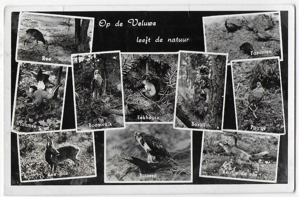 Veluwe Oude Gelopen Ansichtkaart ( B3531 ), Ophalen of Verzenden, 1960 tot 1980, Gelopen, Gelderland