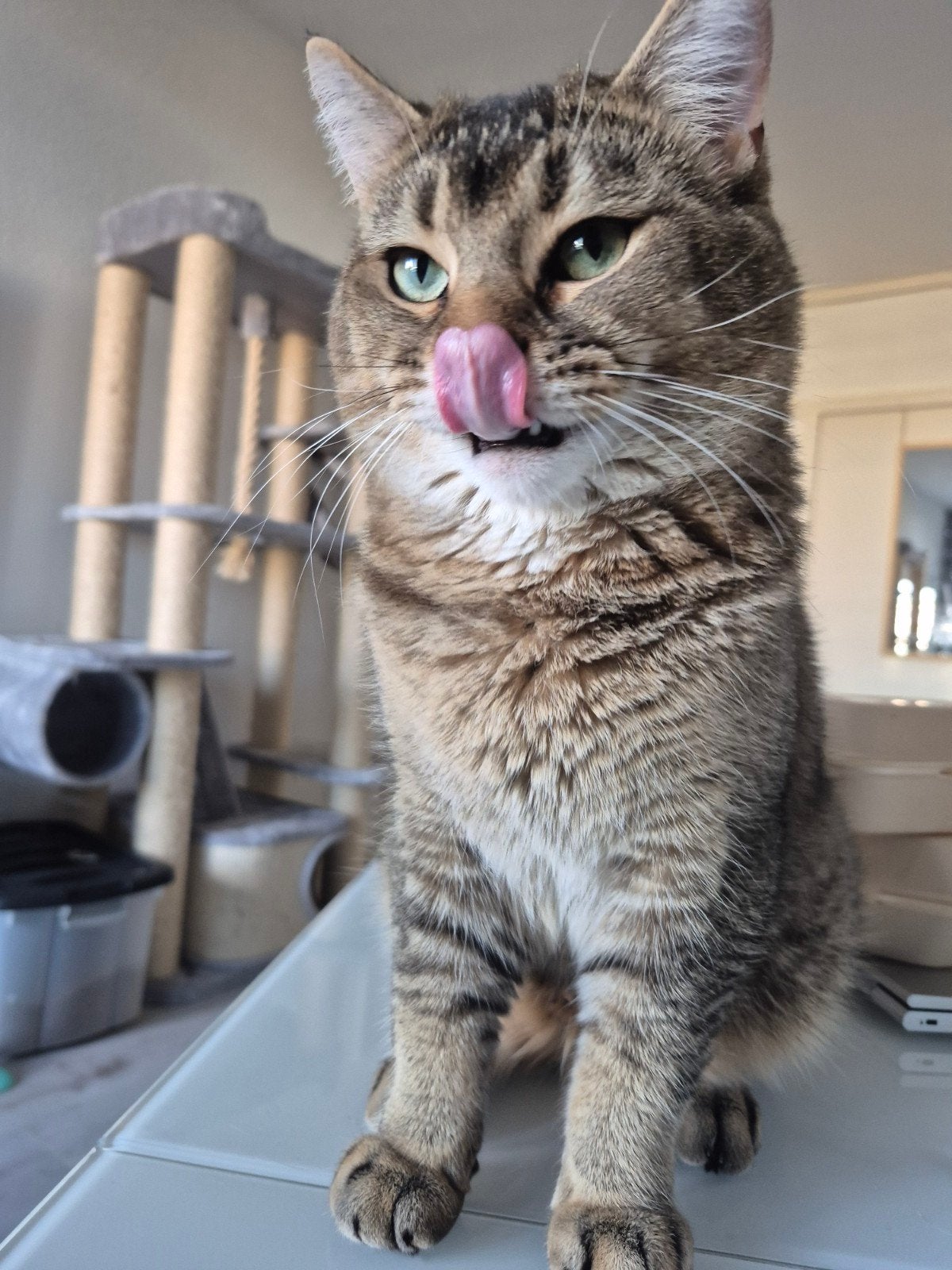 Britsekorthaar x mainecoon kater, Kater, Ontwormd, 0 tot 2 jaar