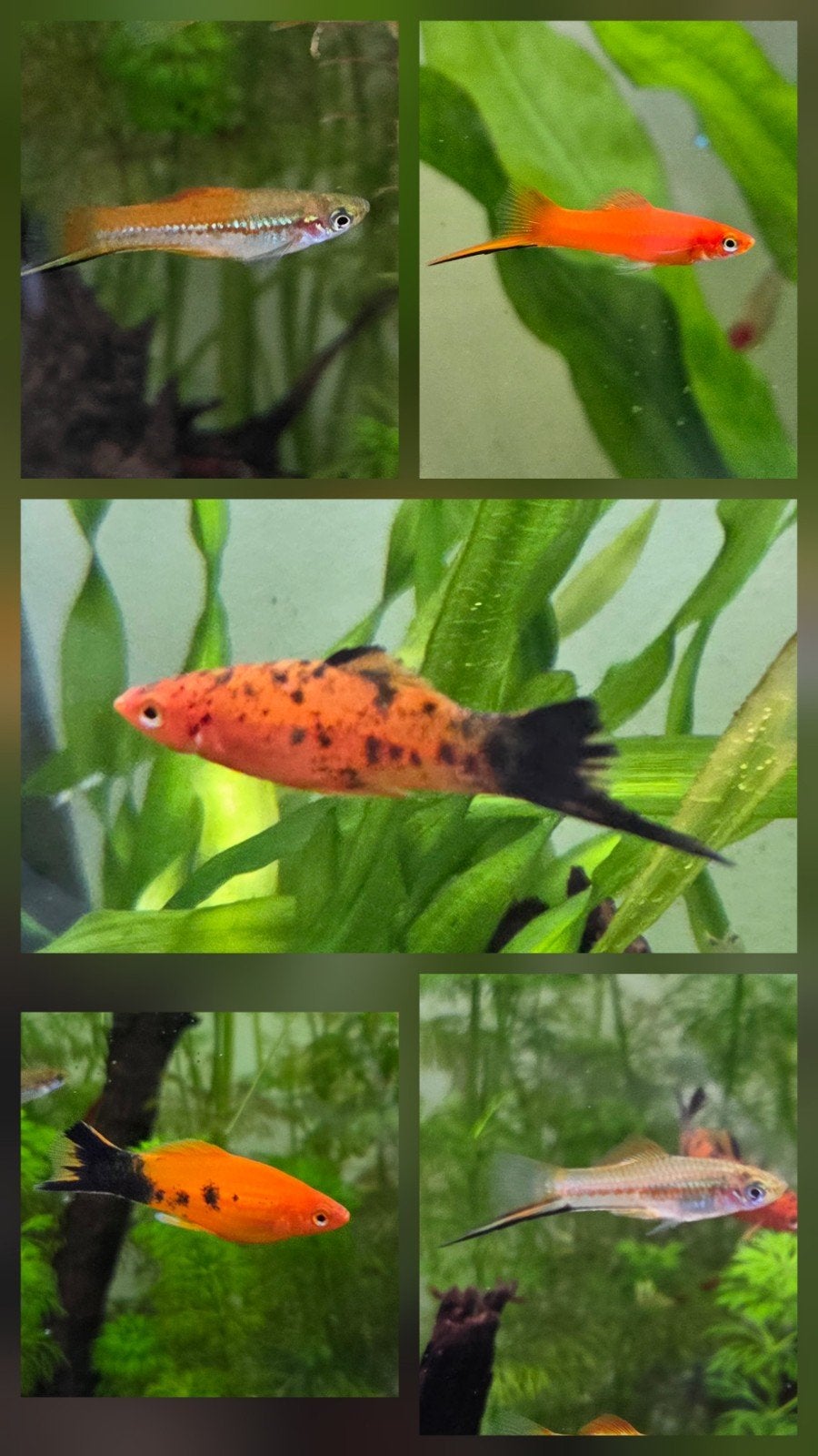 zwaarddragers mannen xiphophorus helleri, Vis