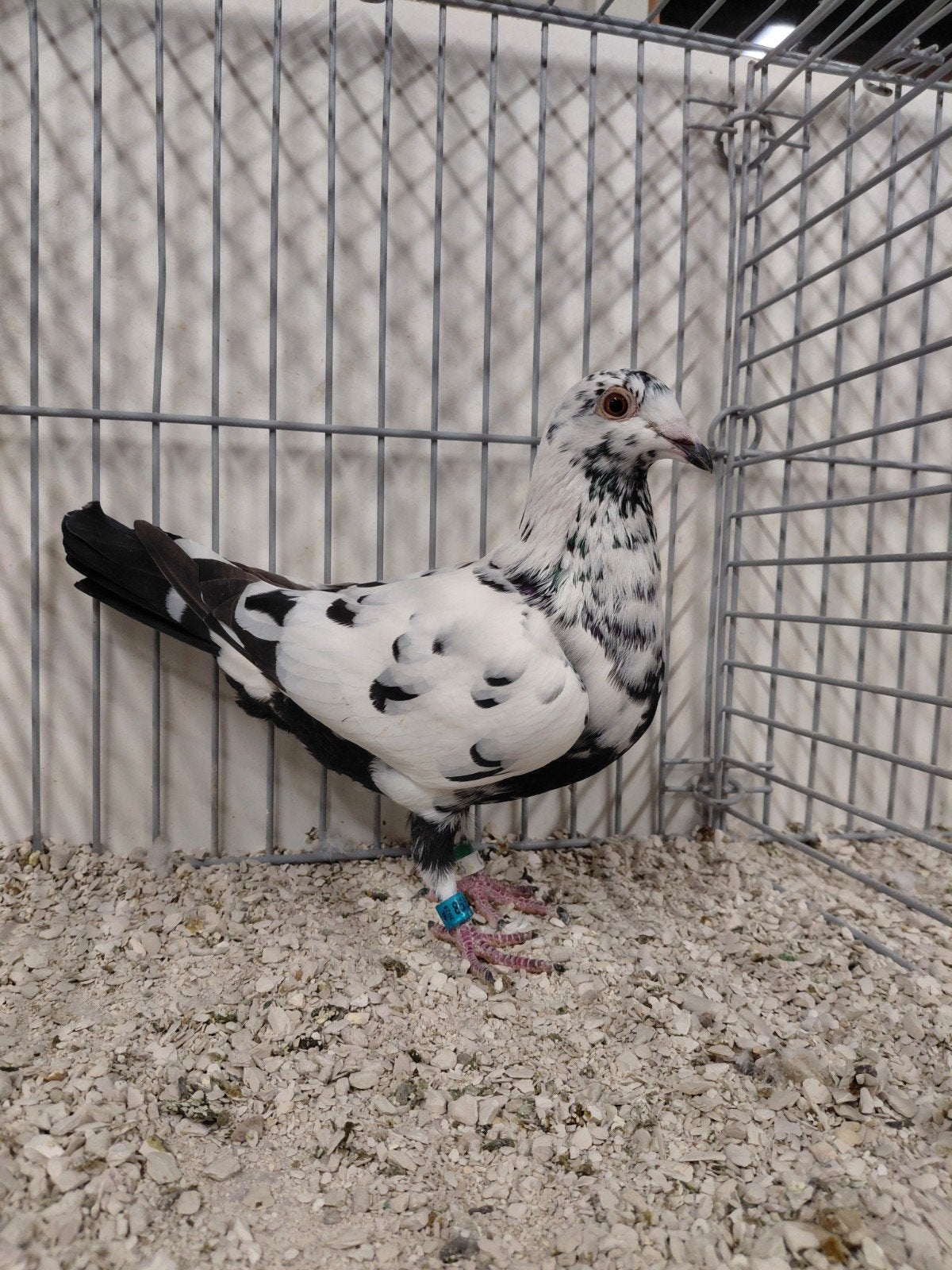 postduif scherens vangramberen, Dieren en Toebehoren