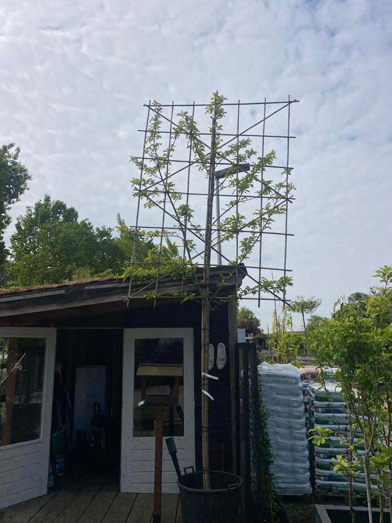 Elstar met groot lei scherm 180 stam rek 180 x 250 €225,00, Tuin en Terras, Planten | Bomen, Ophalen of Verzenden, Halfschaduw
