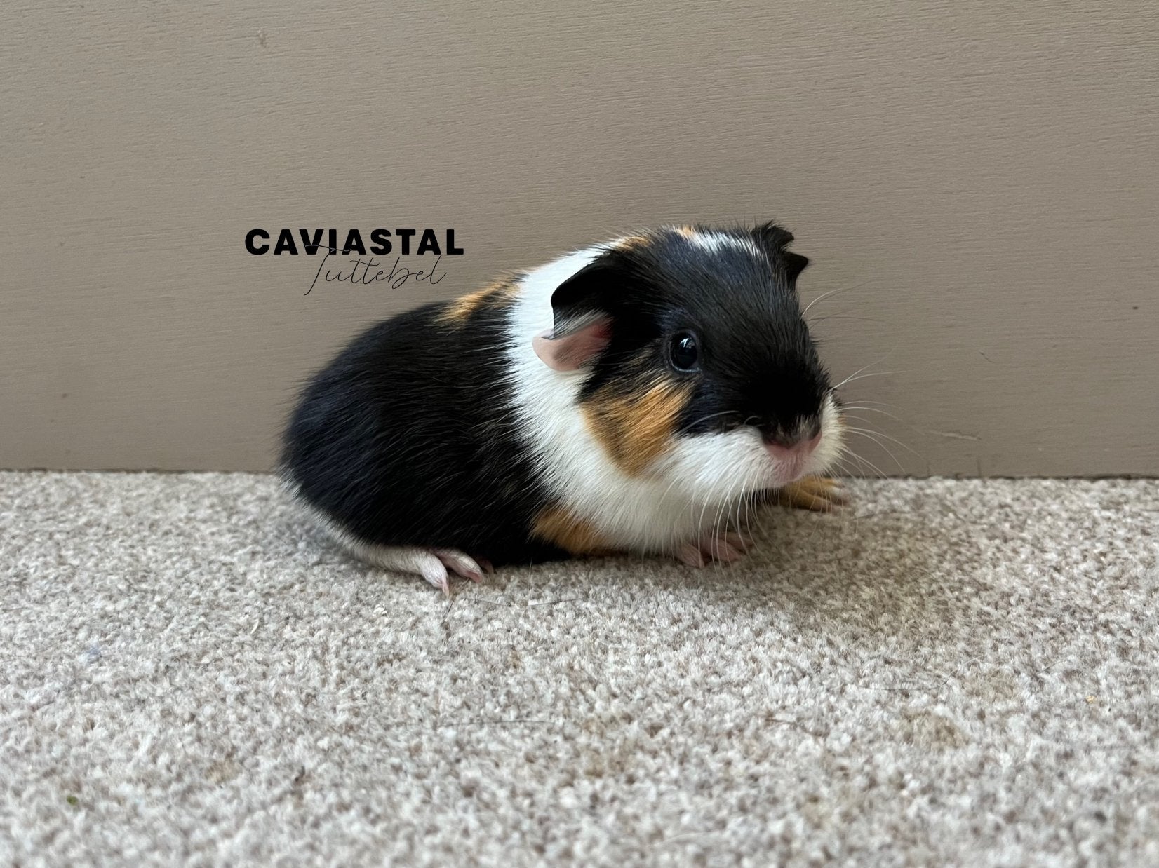 Gladhaar tdd, Zwart buff wit beer, Cavia, Juni, Mannelijk, Tam