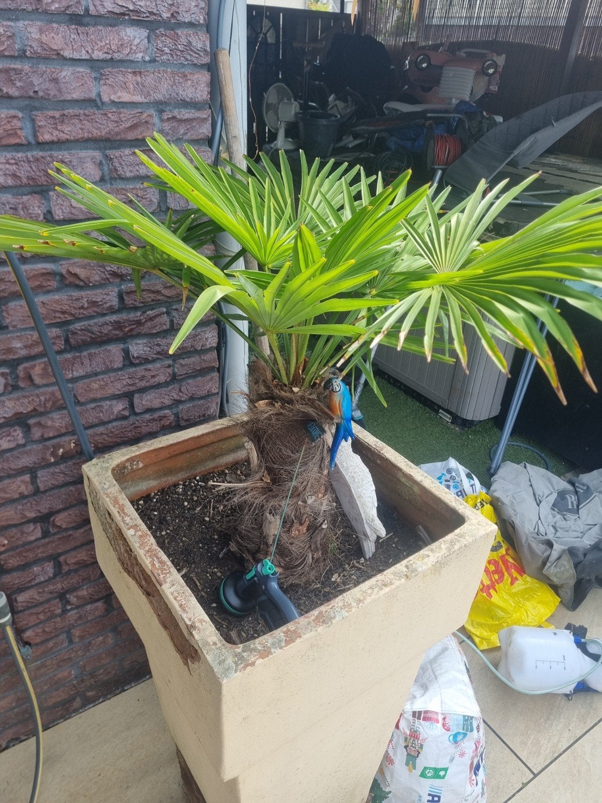 Palmboom met pot (pot heeft beschadigingen), Tuin en Terras, Volle zon, Vaste plant, Bloeit niet, Ophalen