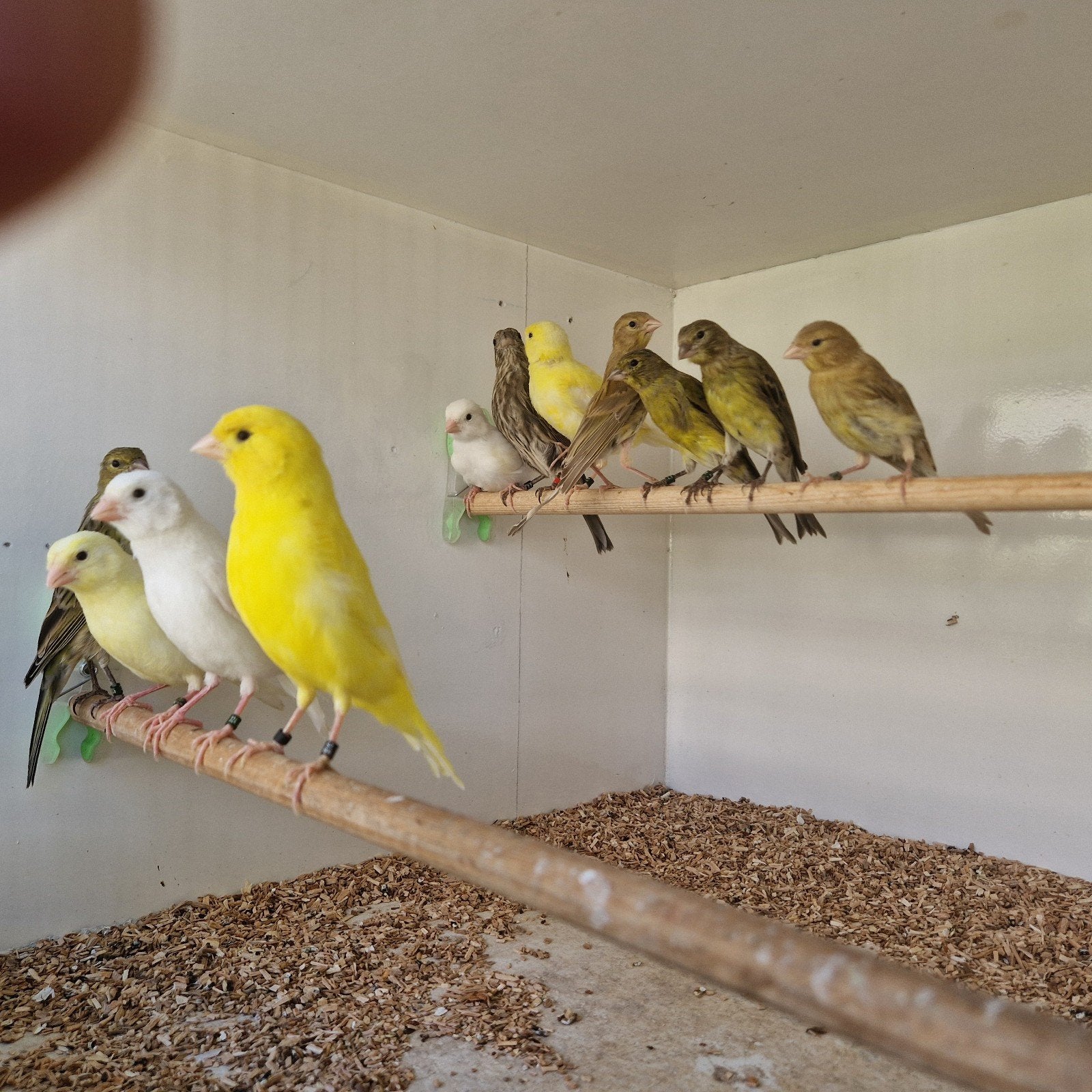 Kanaries roodmus pop, Meerdere dieren, Kleurkanarie