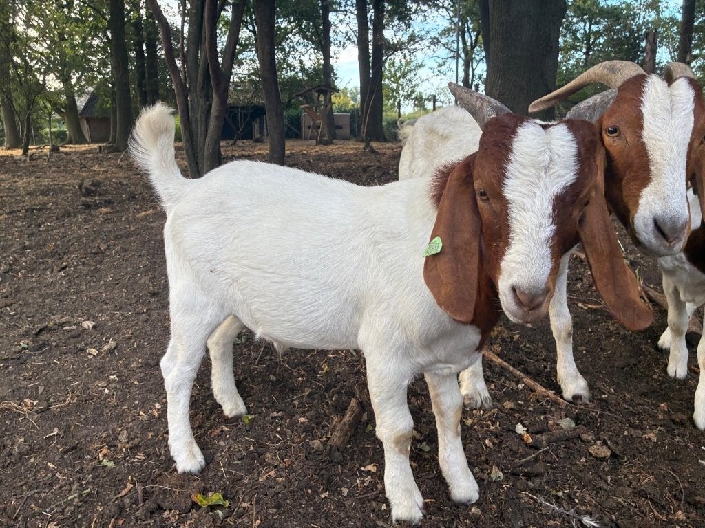 Boergeit, Dieren en Toebehoren, Mannelijk, Geit, 0 tot 2 jaar