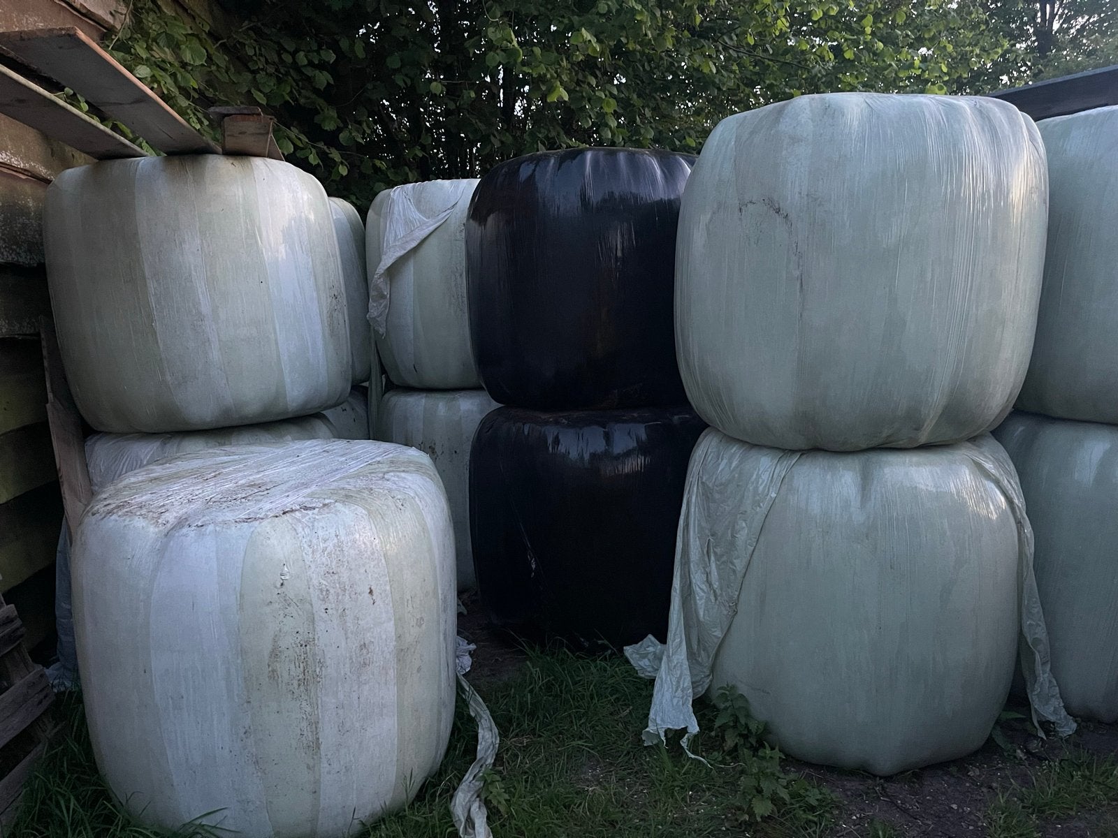 Midi balen hooi/voordroog te koop, Dieren en Toebehoren, Ophalen of Verzenden