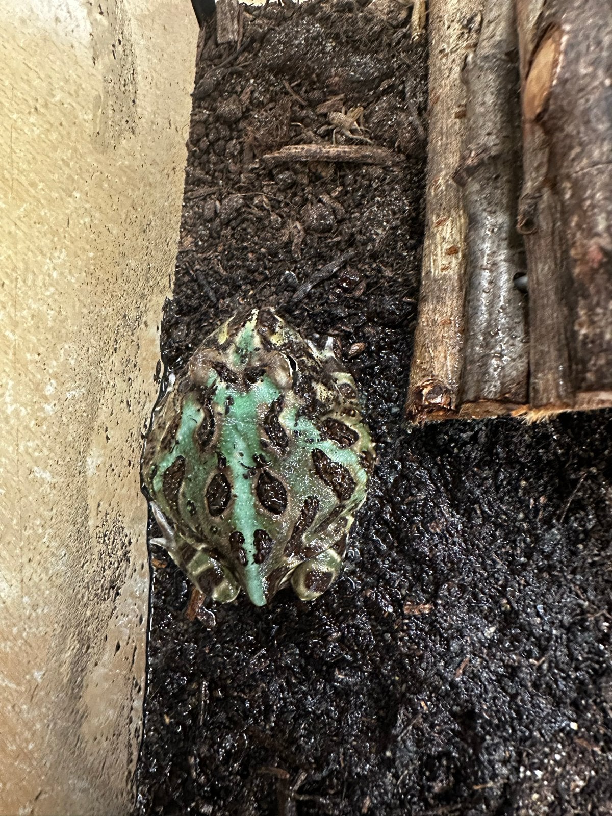 Ceratophrys cranwelli - Pac-man frog/hoornkikker Frog photo 2