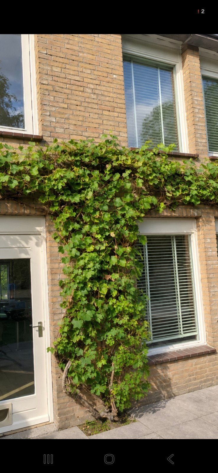 Druivenplant, Tuin en Terras, Ophalen, Volle zon, Vaste plant, Zomer