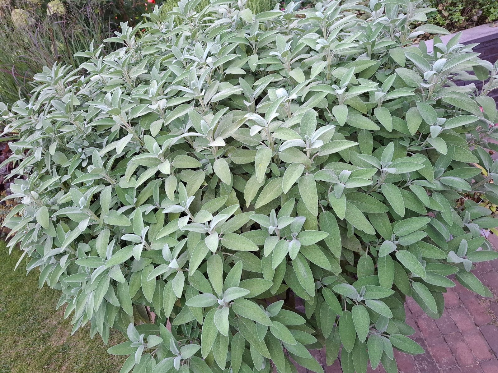 Echte Salie (Salvia officinalis) - Verse Kruidenplant, Ophalen, Volle zon, Vaste plant, Kruiden