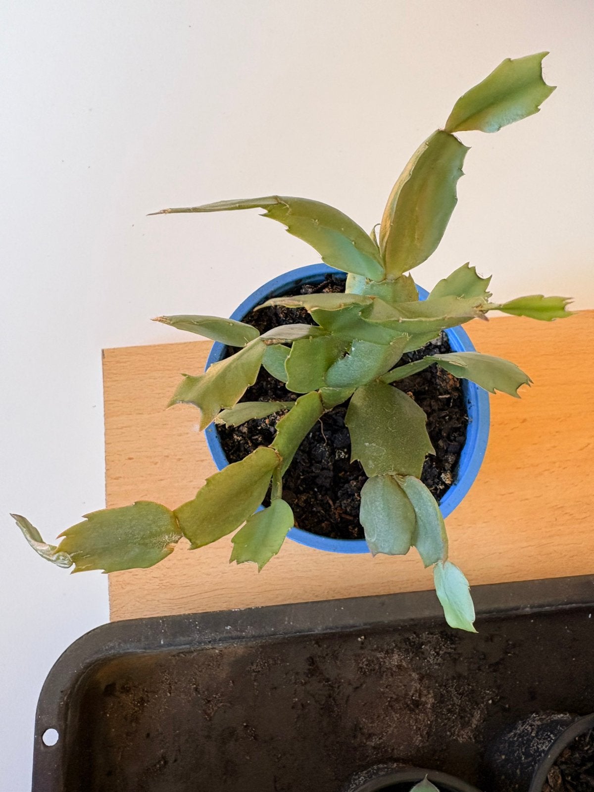 Lidcactus, Ophalen, Overige soorten, Minder dan 100 cm, Bloeiende kamerplant