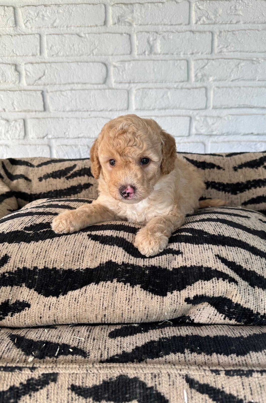 Mini labradoodle pups, labradoodle x toy poedel, Parvo, Nederland, Overige rassen, 8 tot 15 weken