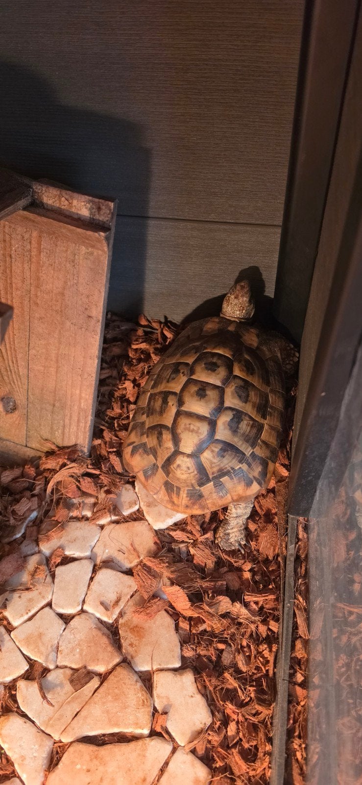Griekse landschildpad
