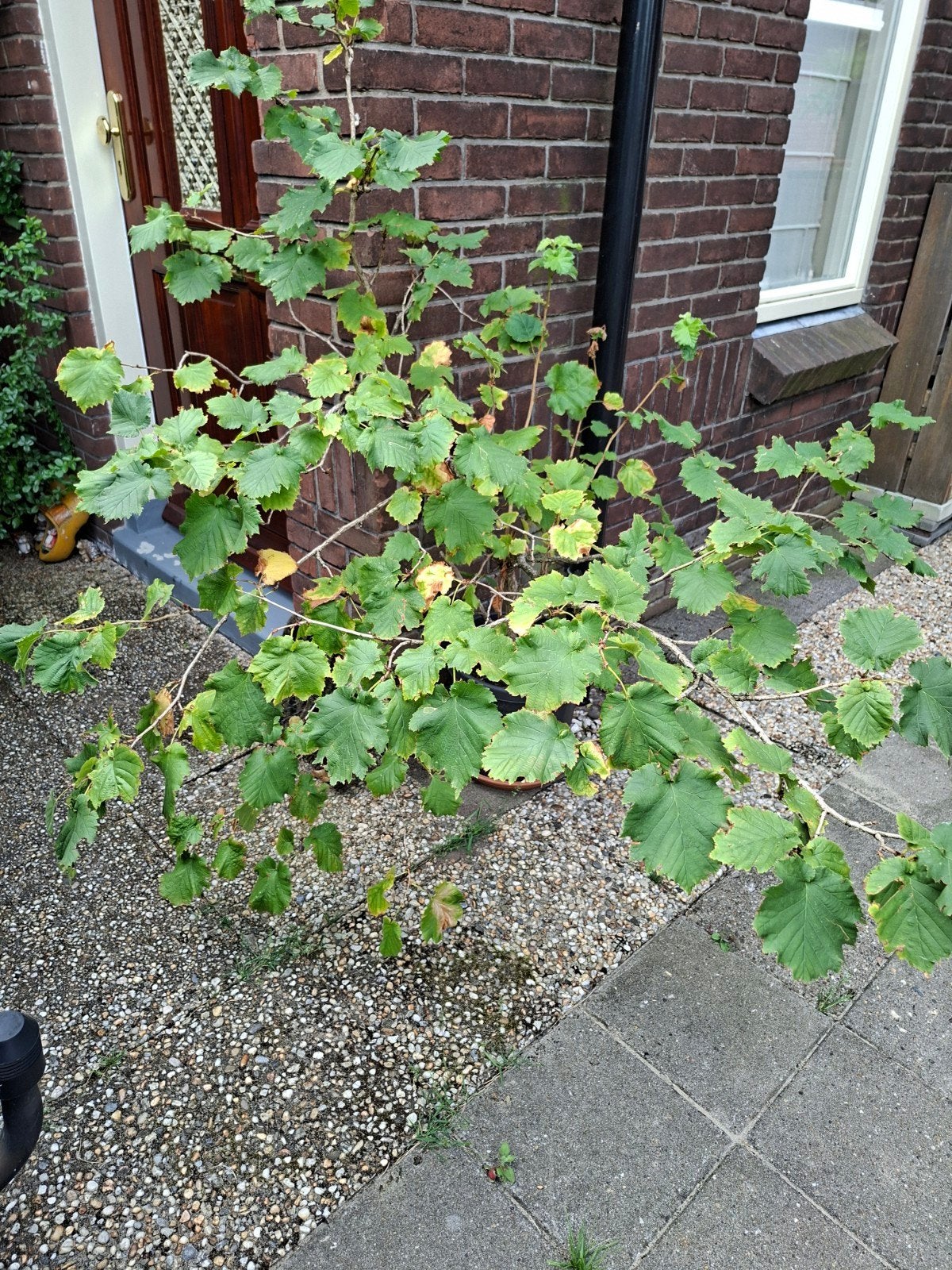 Corylus Avellana  Hazelnoten struik, Tuin en Terras, Ophalen, 100 tot 250 cm, Overige soorten, Zomer